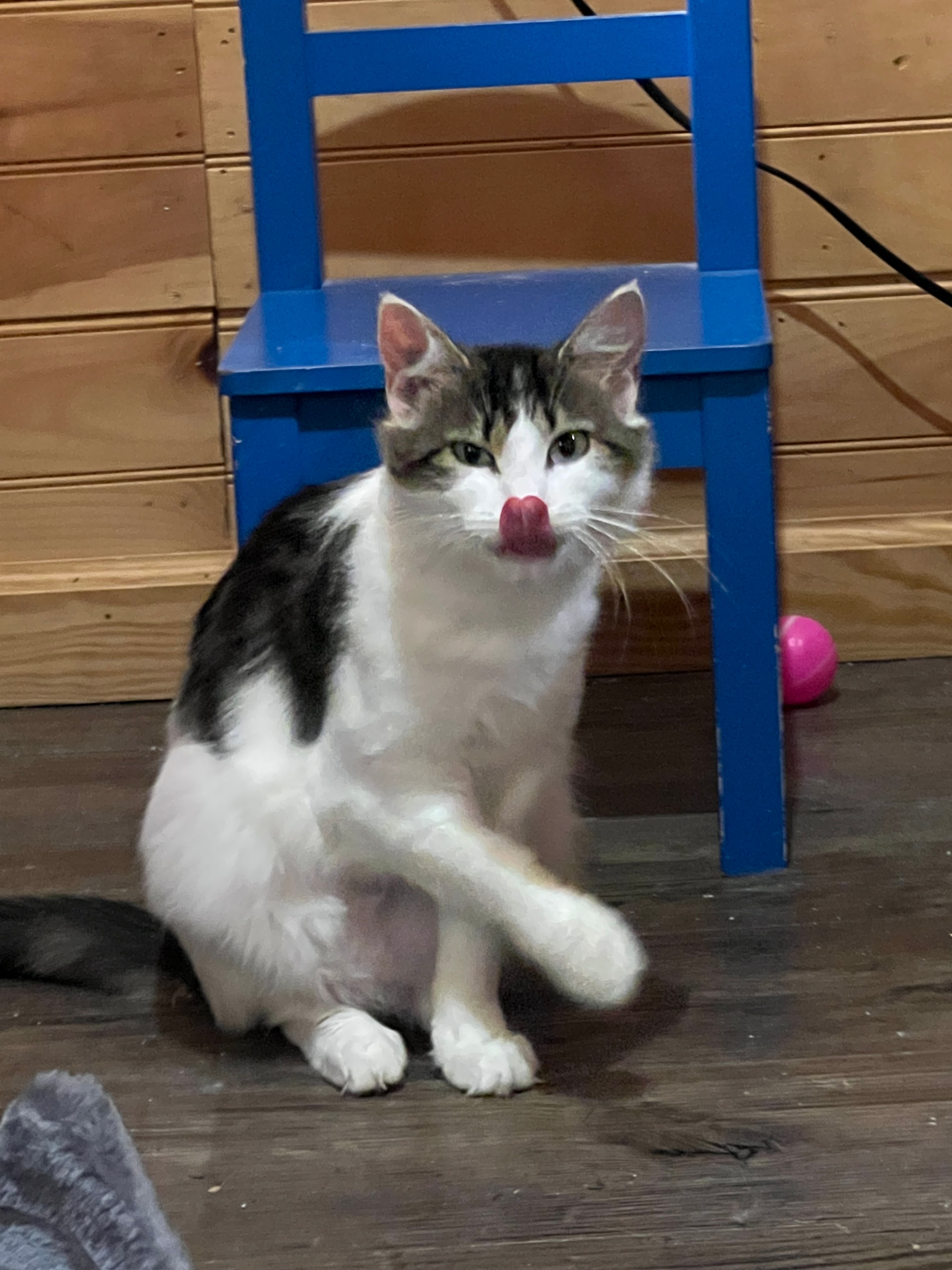 Playful kitten with blue box