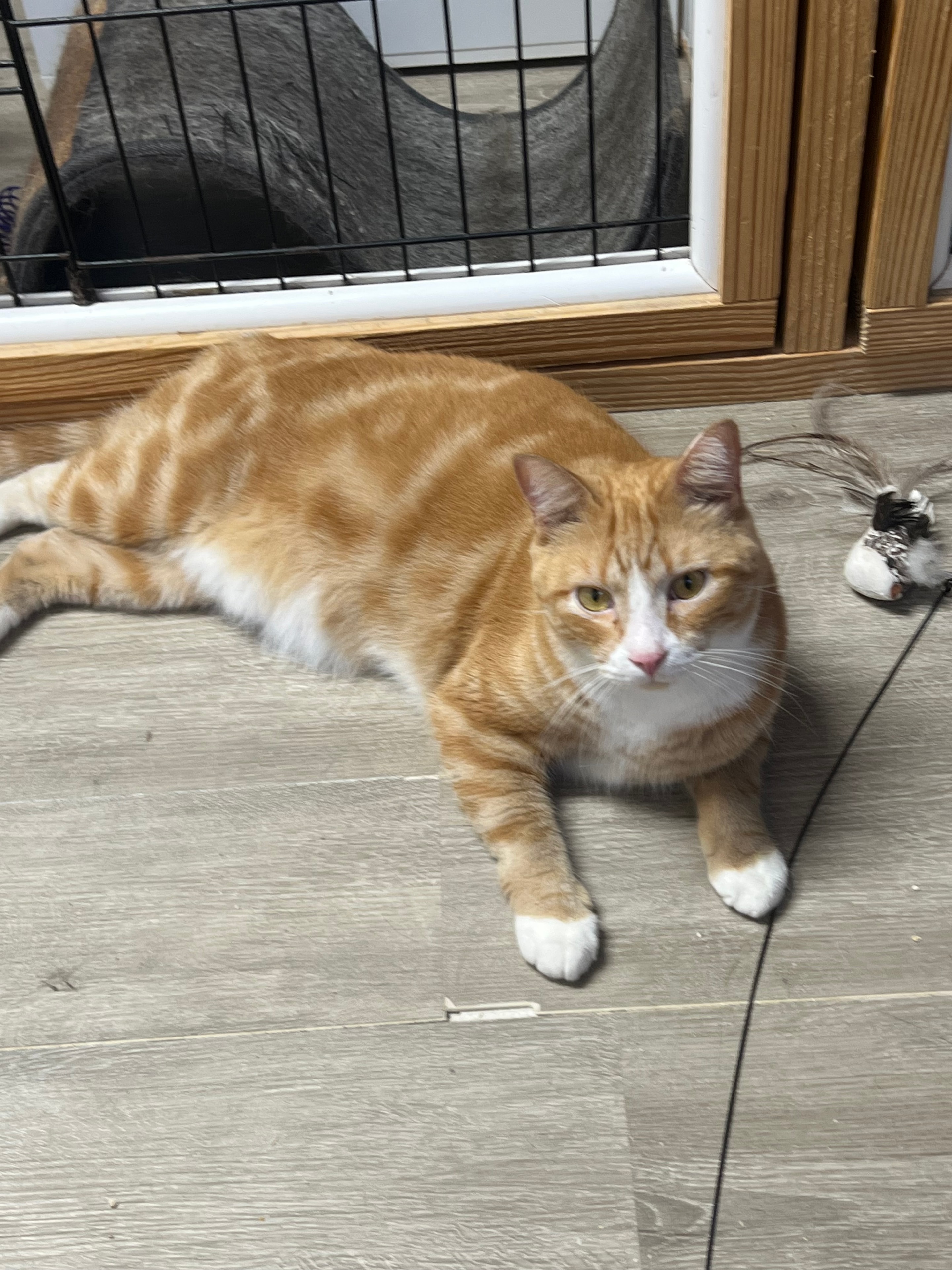 Orange and white cat playing