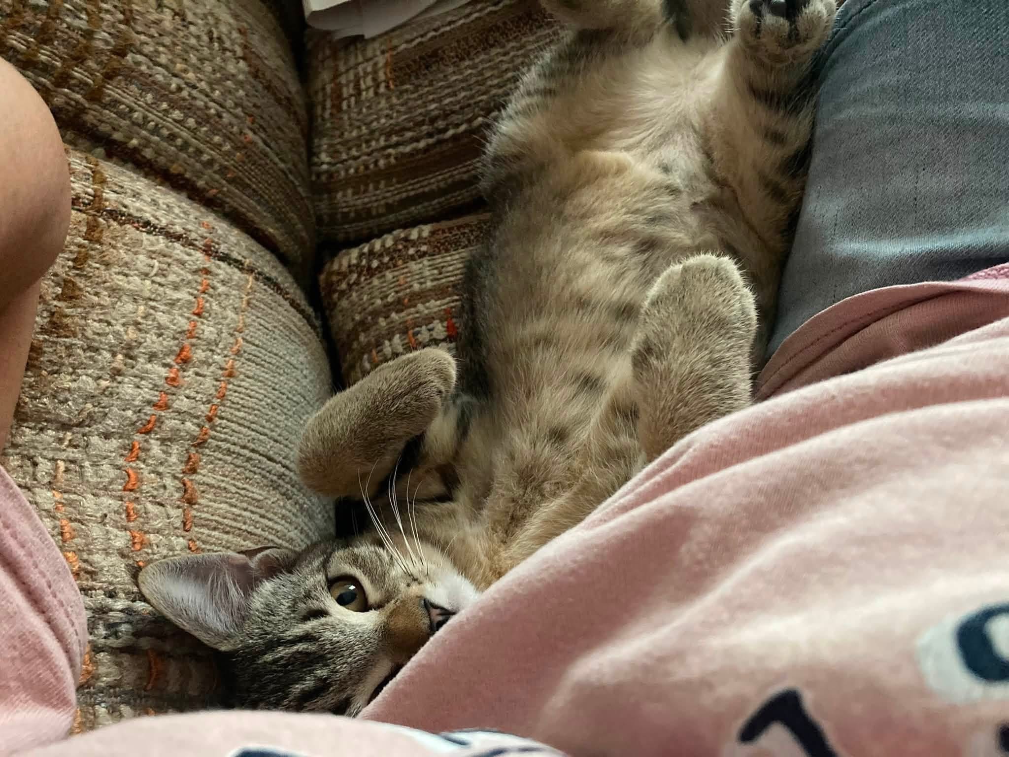 Tabby kitten snuggled in lap