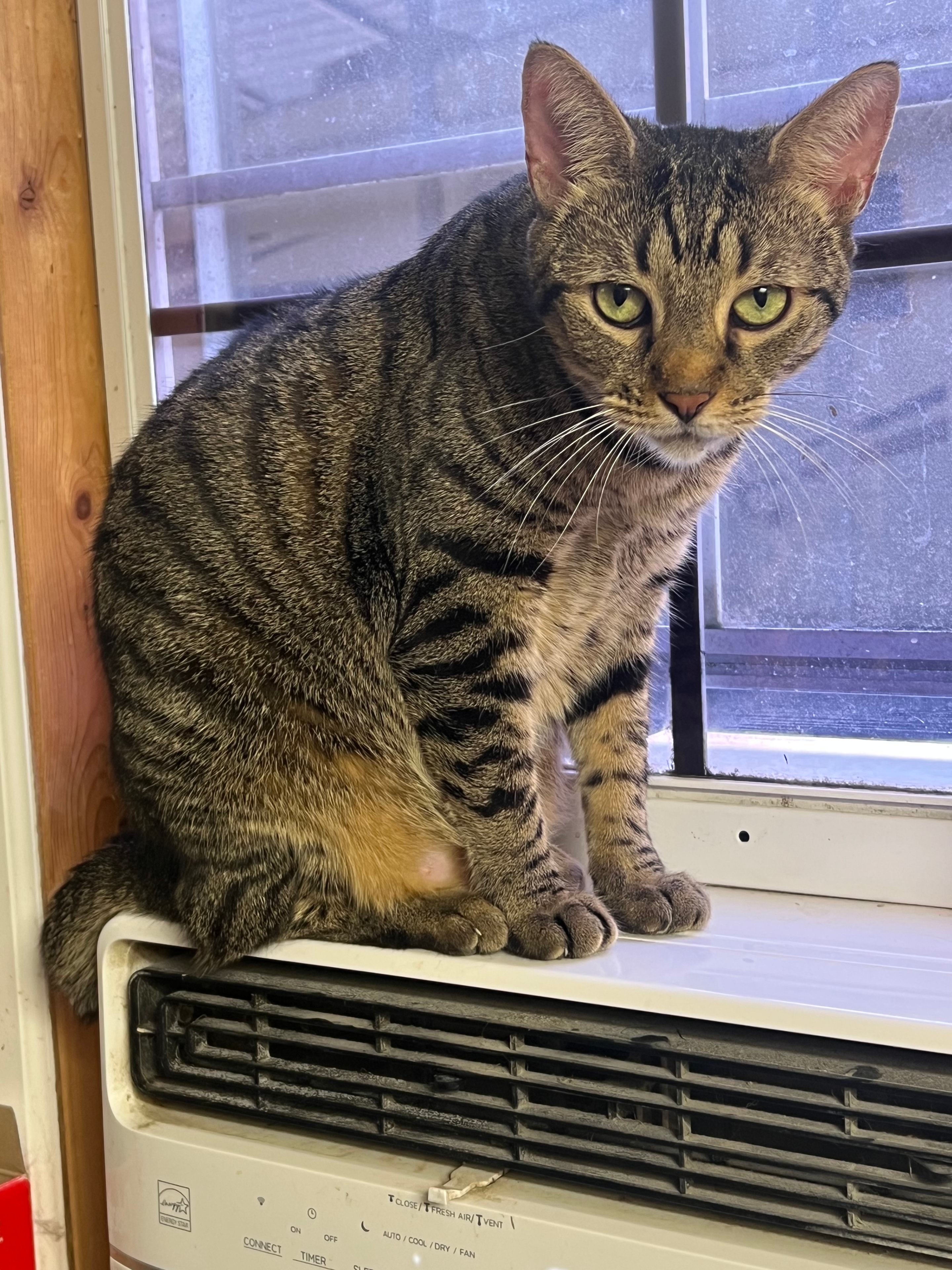 Tabby cat lounging by window