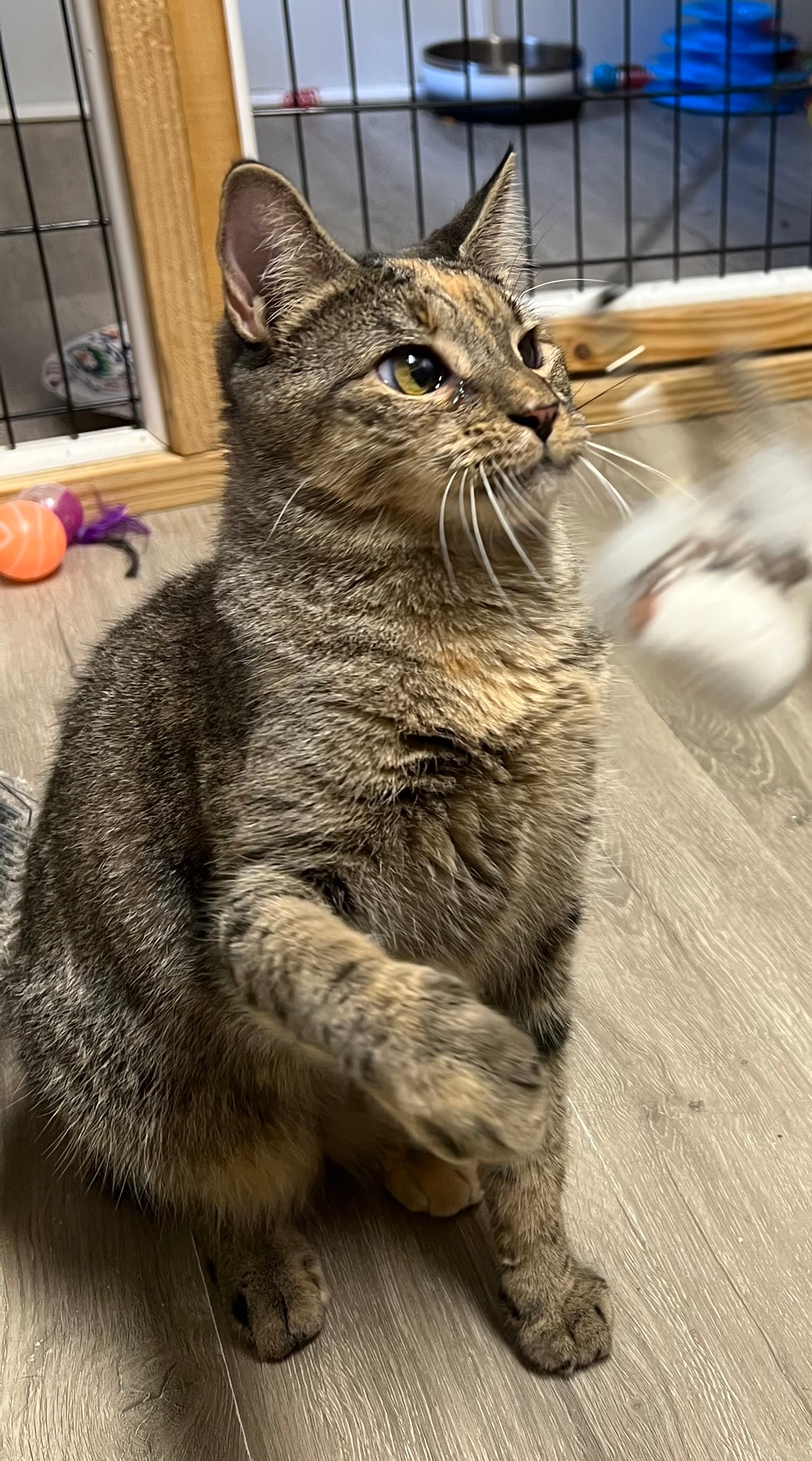 Tabby cat playing with toy