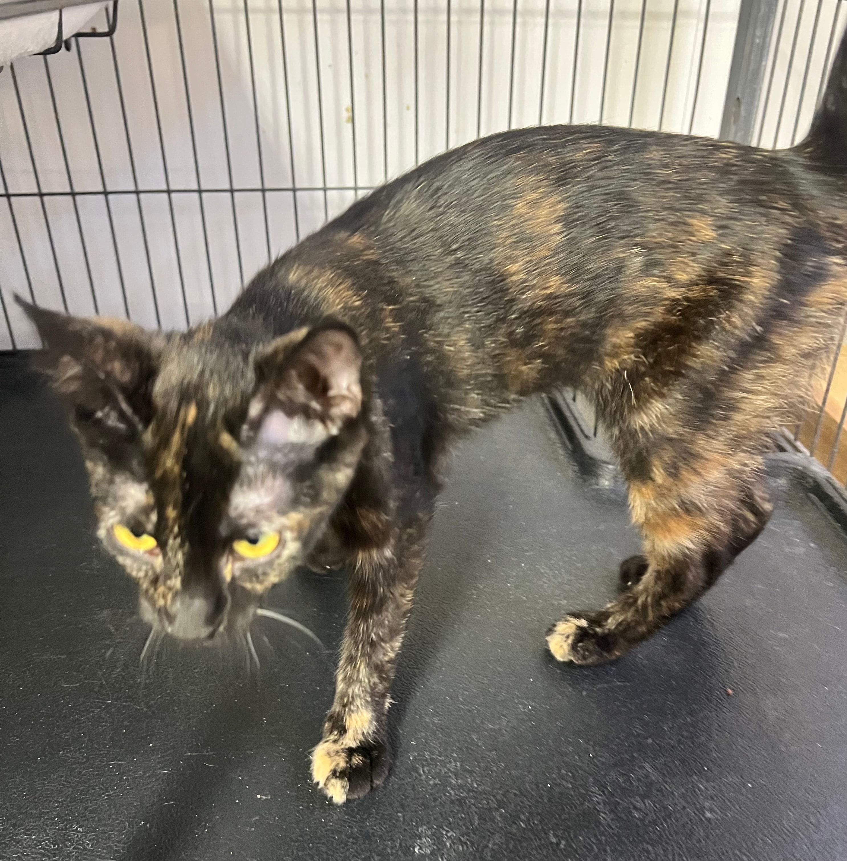 Tortoiseshell cat with yellow eyes