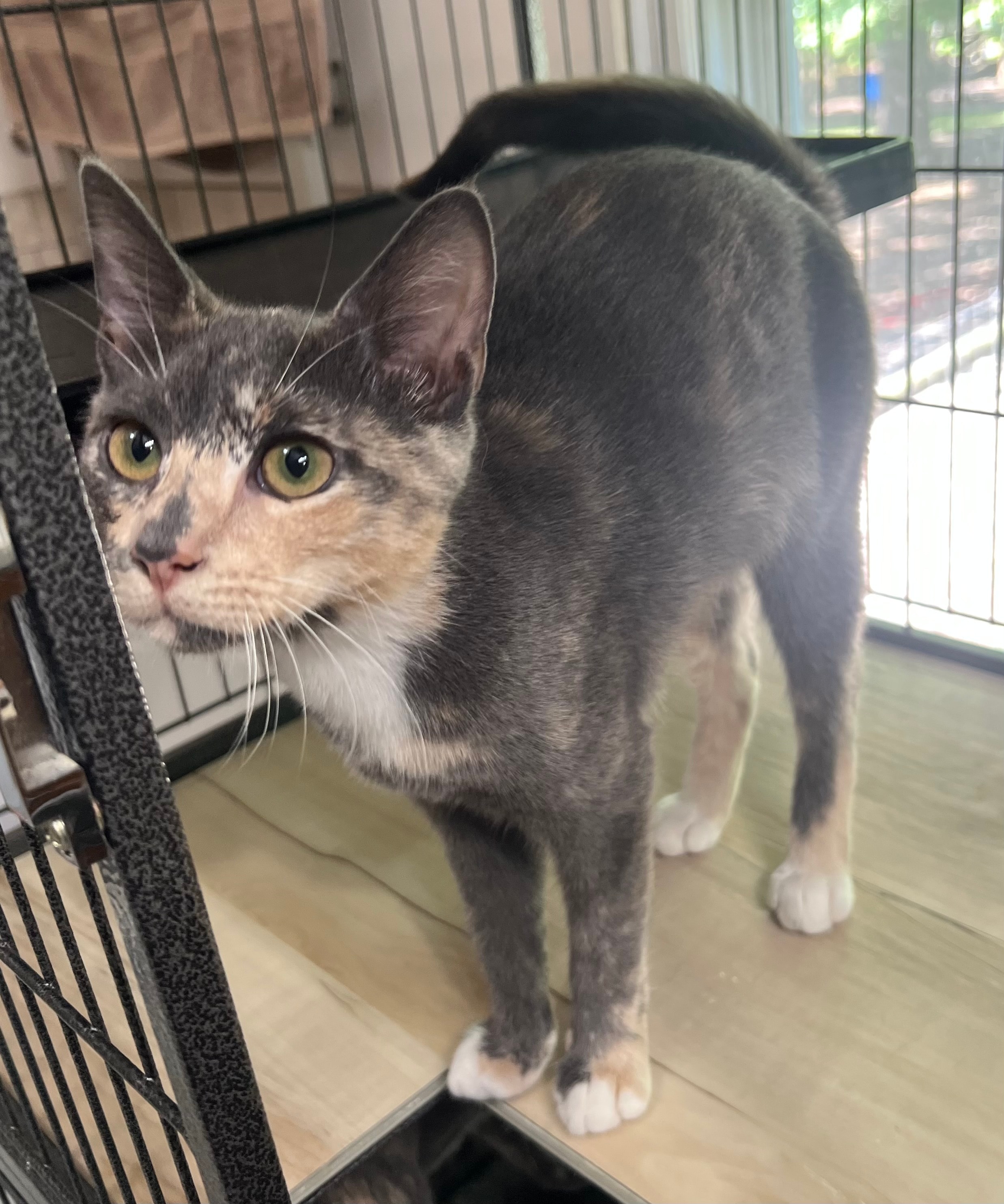 Gray and white cat in cage