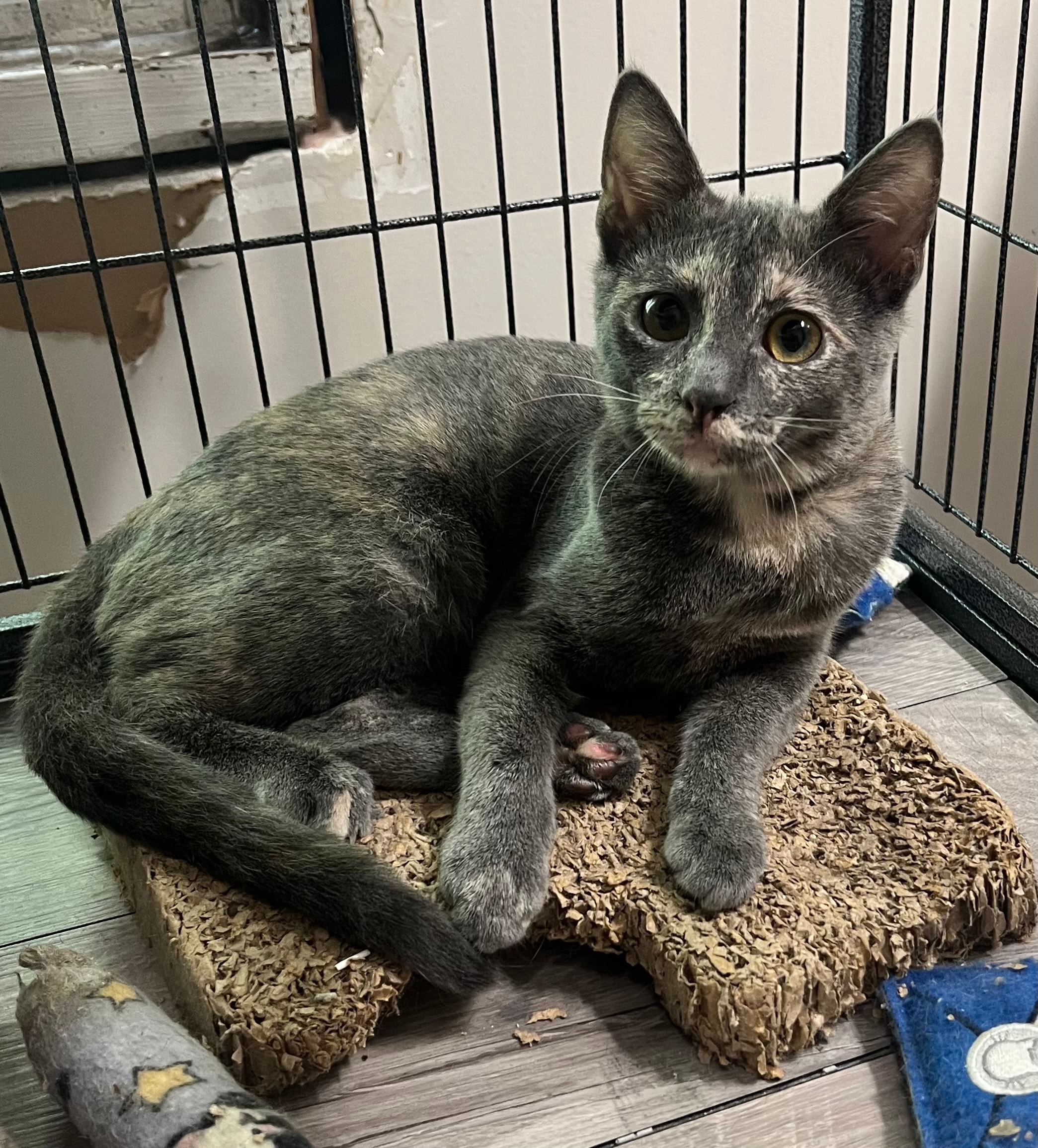 Gray cat resting on mat in cage