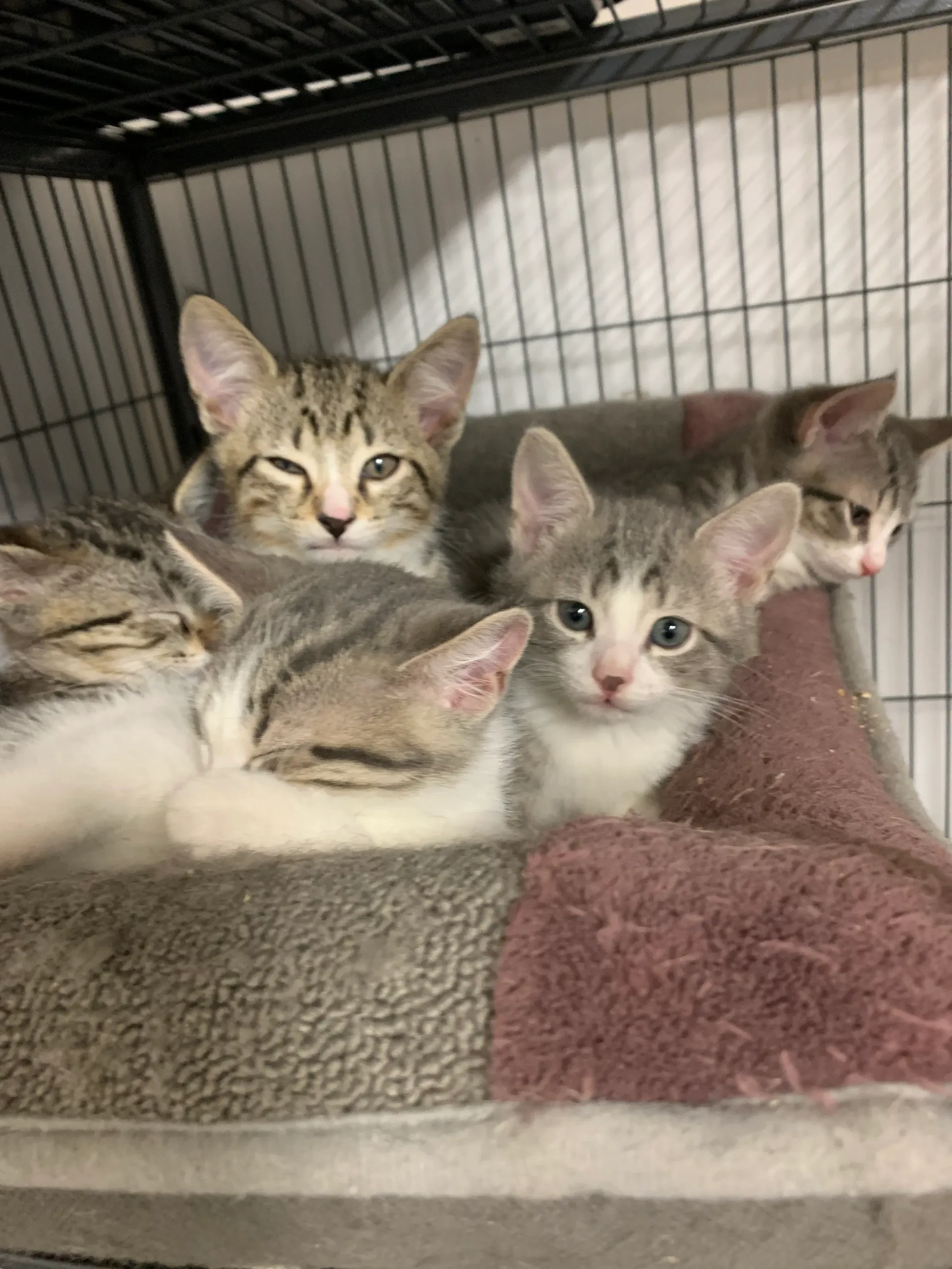 Four kittens resting together in a cage at the rescue