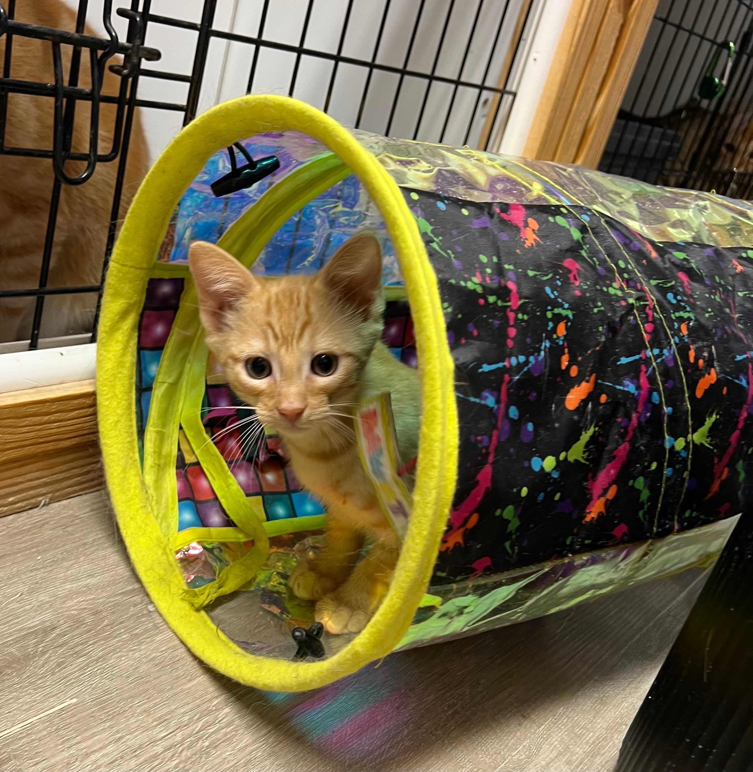 Orange kitten peeking out of a colorful play tunnel