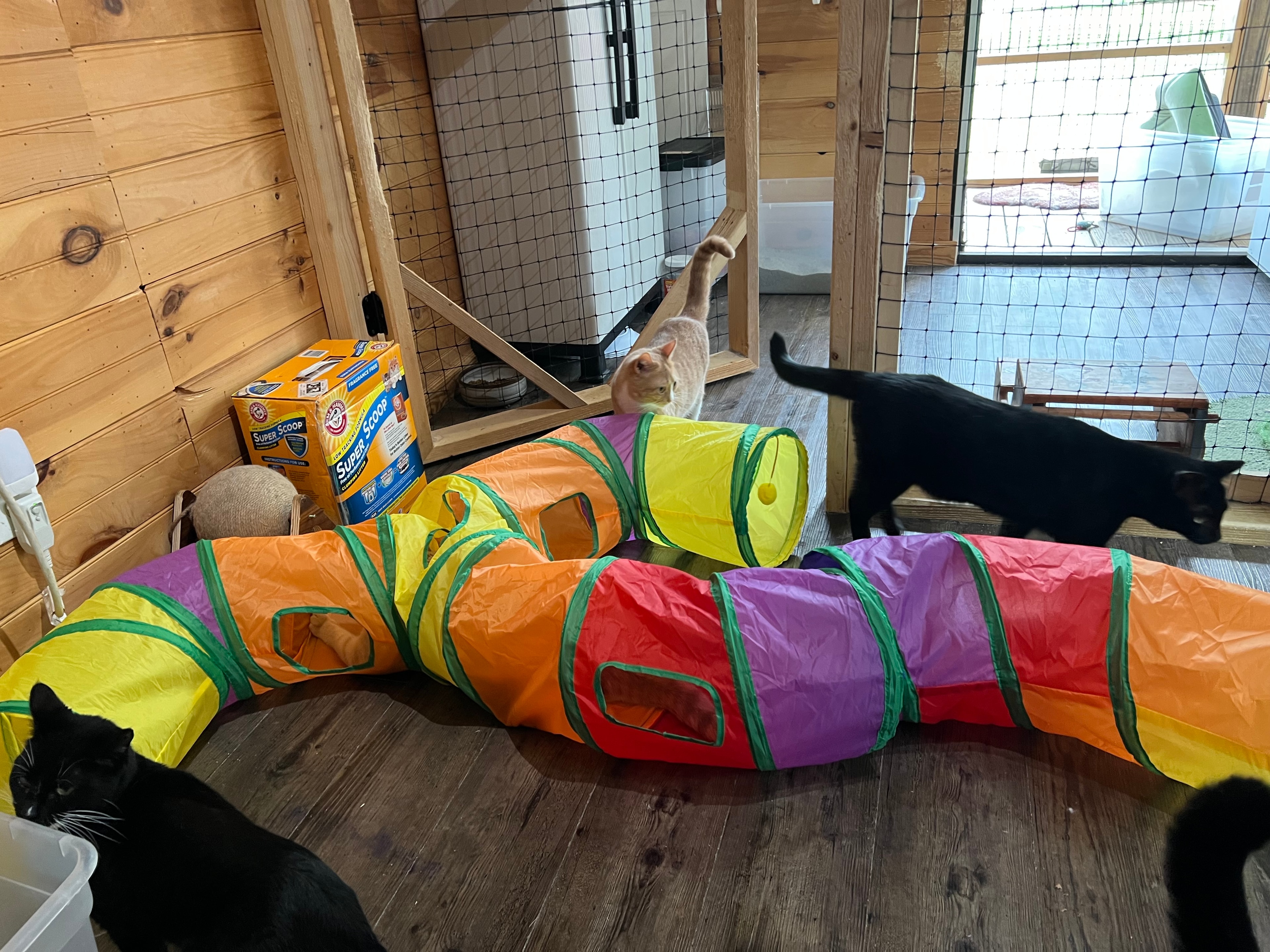 Cats playing in colorful tunnels with donated Super Scoop litter