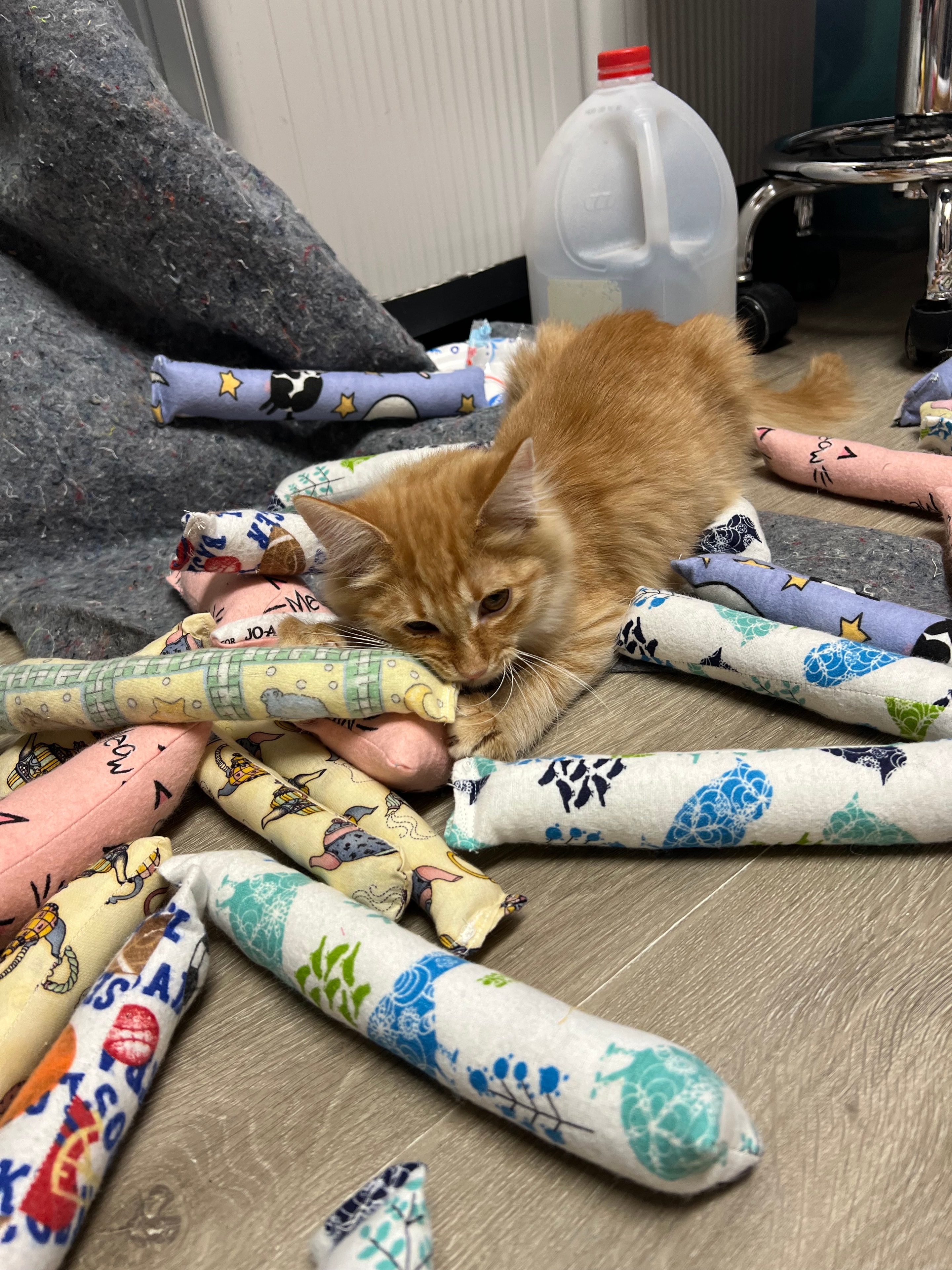 Orange kitten surrounded by handmade catnip toys