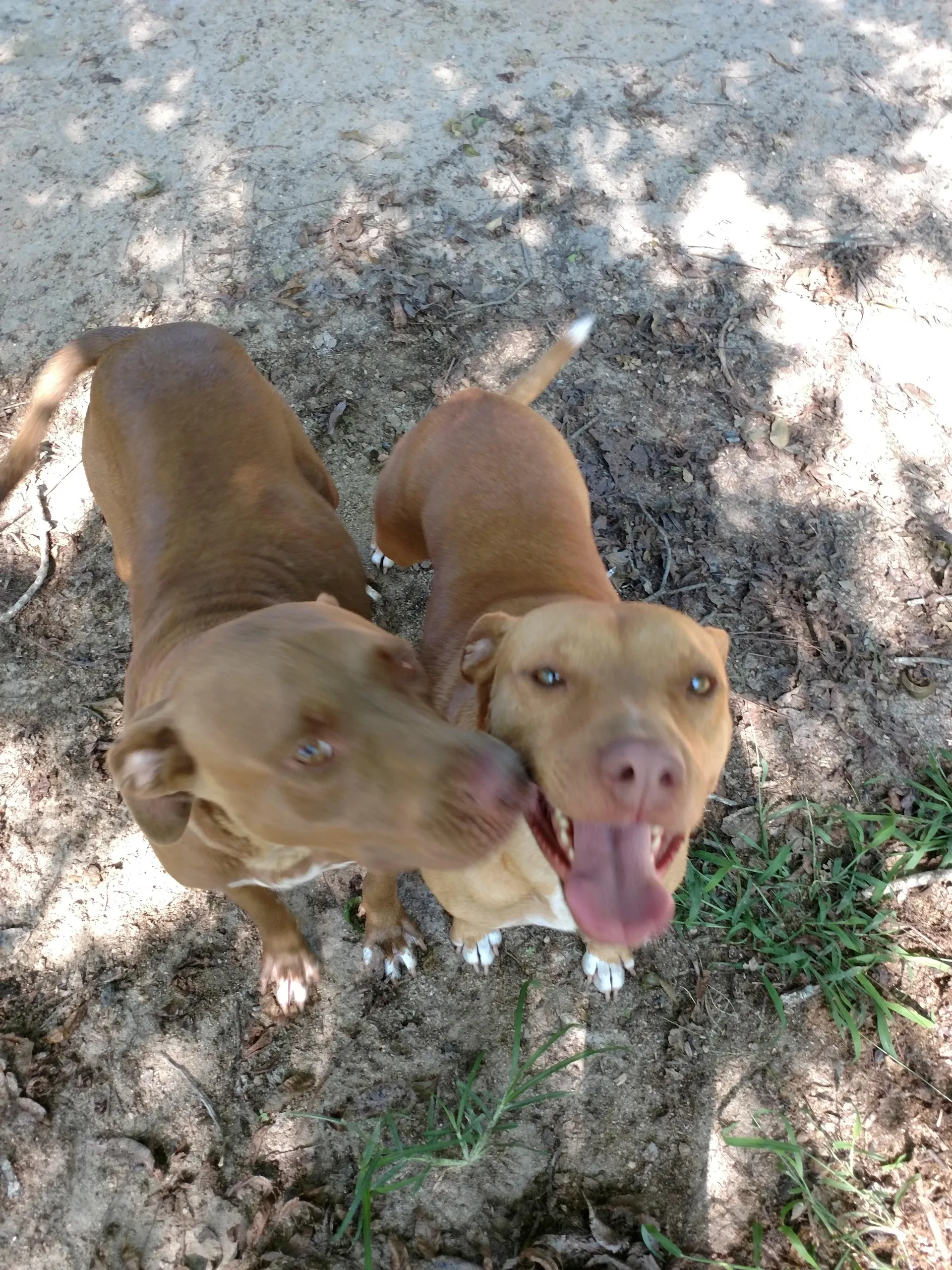 Two happy dogs looking up at the camera