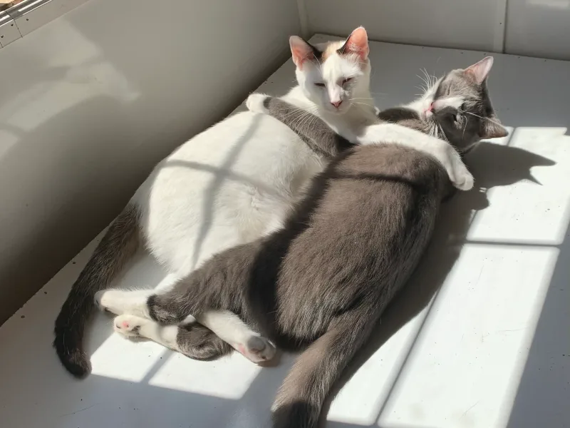 Two cats cuddling in sunlight at the rescue