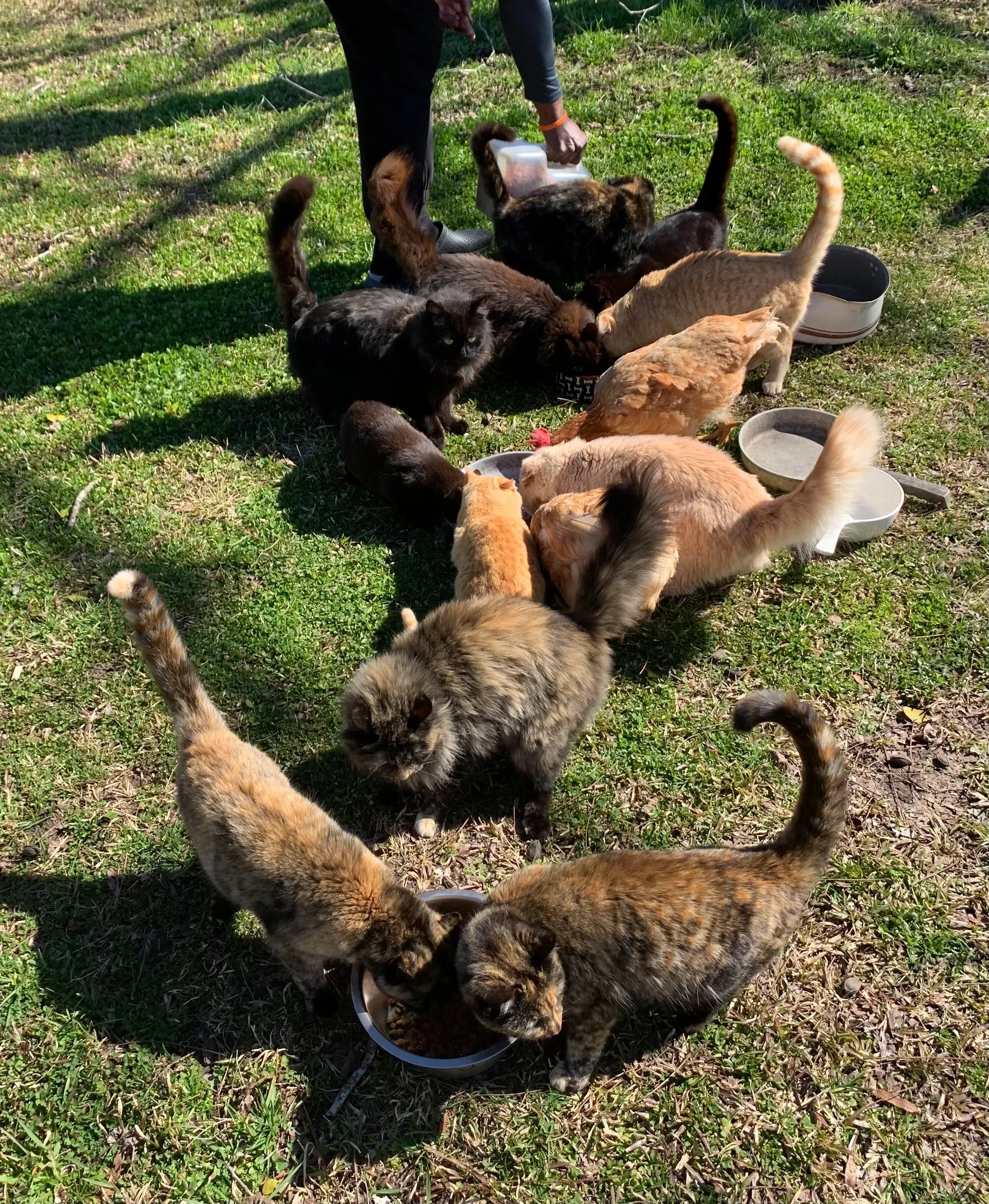Many cats being fed outdoors at the rescue